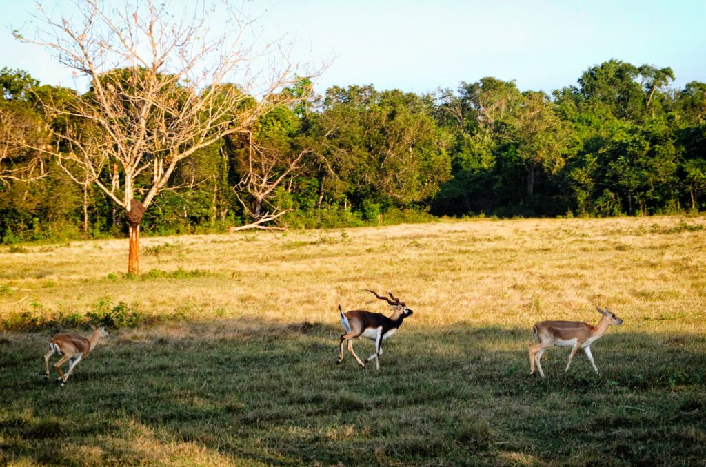 deer running in the prairies of Cayo Saetia