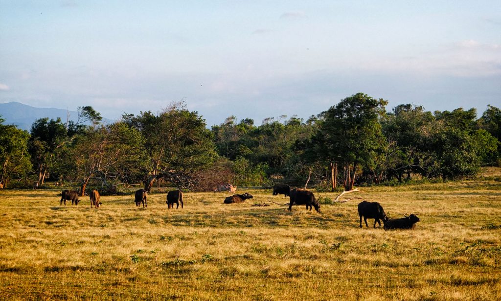 animals grazing in the grasslands of Cayo Saetia