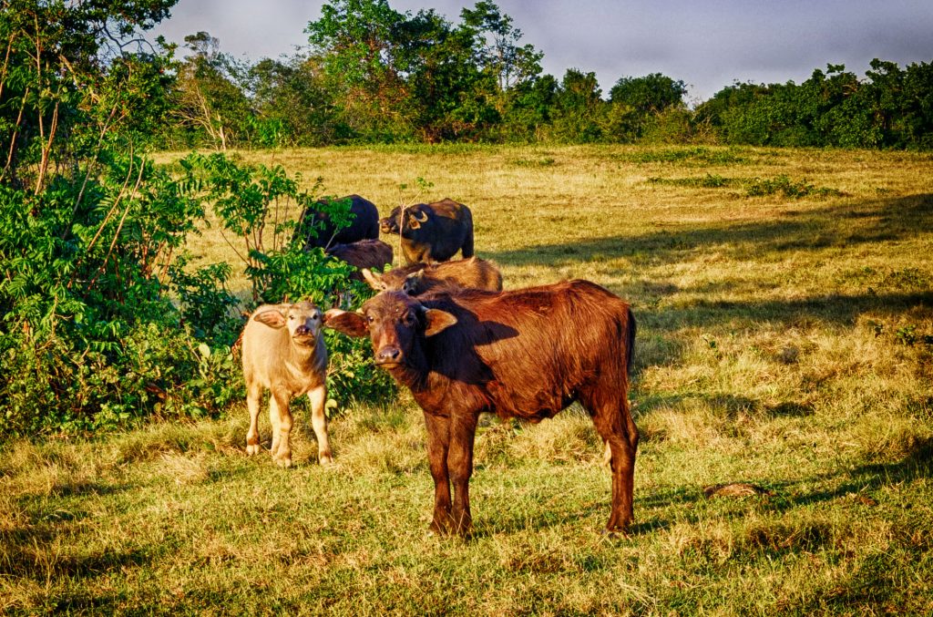 animals grazing in the grasslands of Cayo Saetia