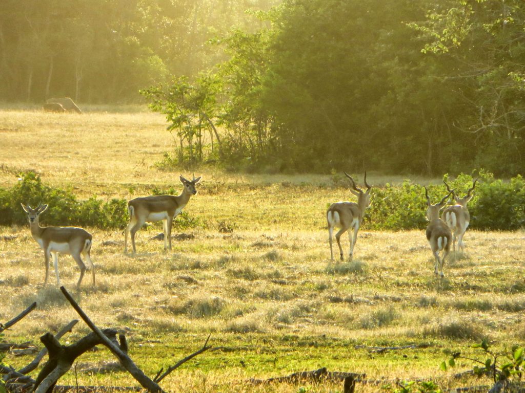 deer running in the prairies of Cayo Saetia