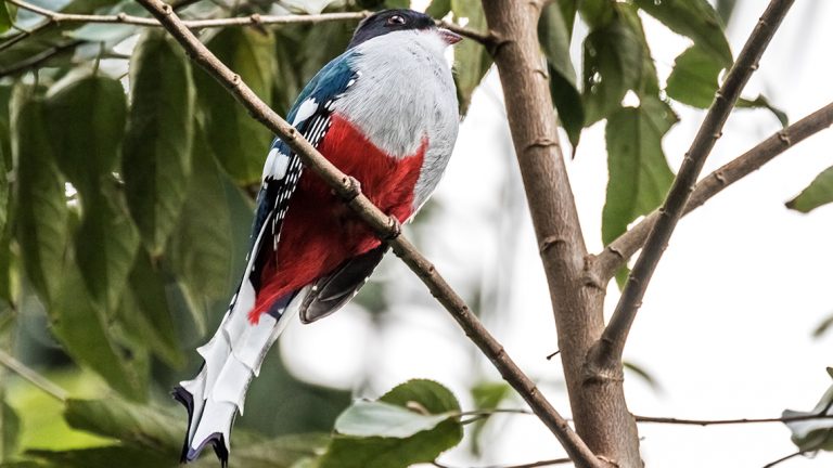 Discovering "Wild Cuba" like an adventurous explorer