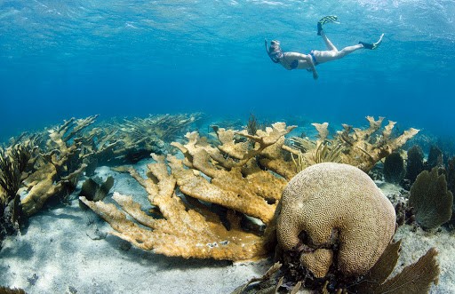 Luxury private diving experience Playa Giron 