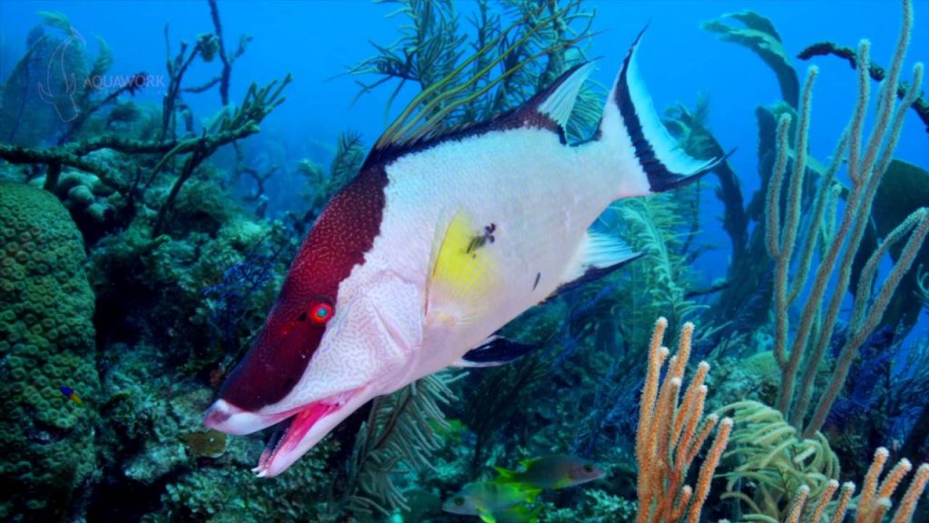 Jardines de la Reina reef