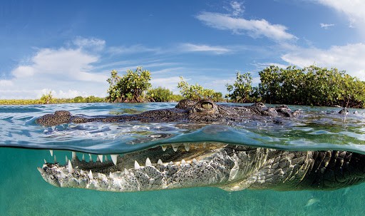 American crocodile Jardines de la reina