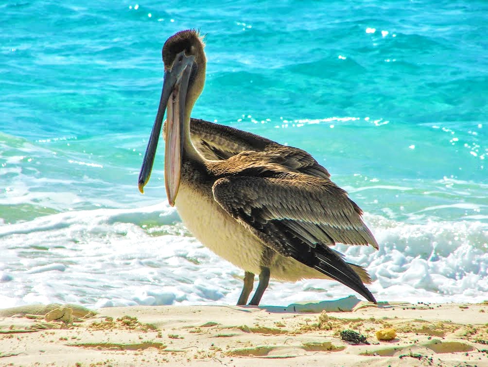 pelican on the beach punta frances