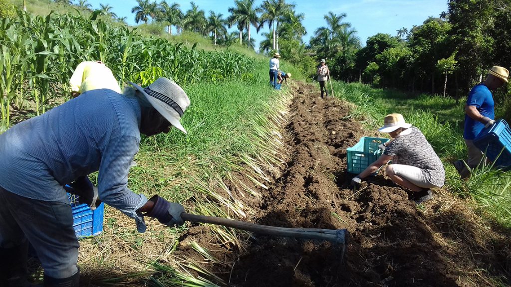 Farmers working on Finca la Lima.