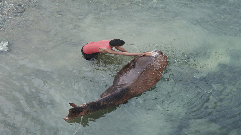 Cuban bathing his horse in the river